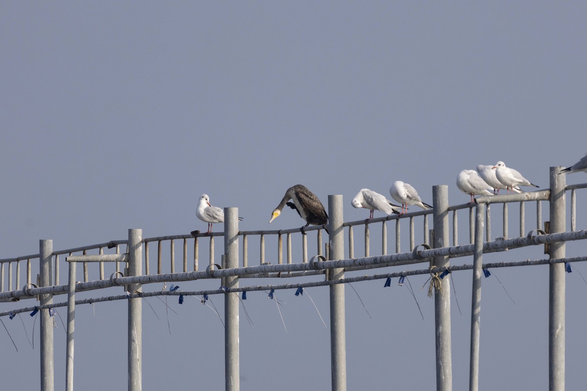 Cormorán Grande - ML647118478