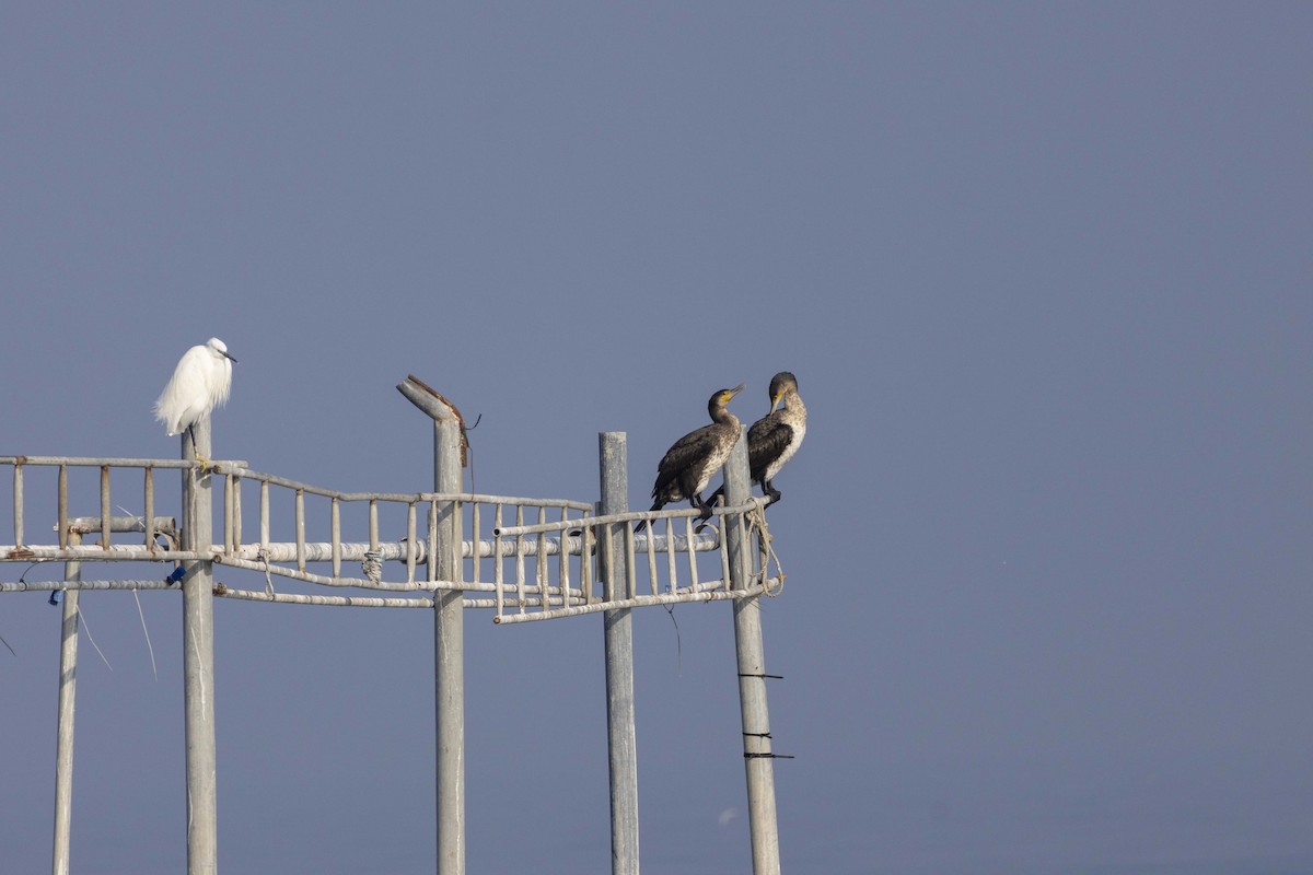 Cormorán Grande - ML647118479