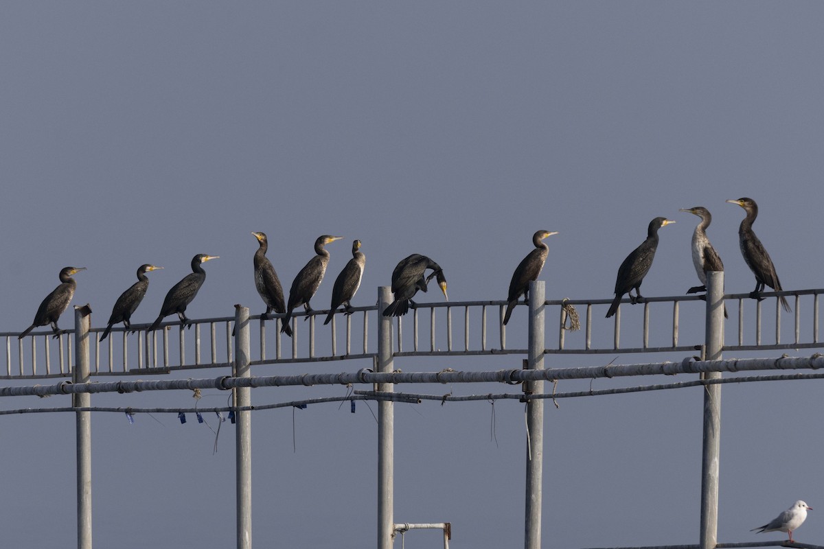 Cormorán Grande - ML647118480