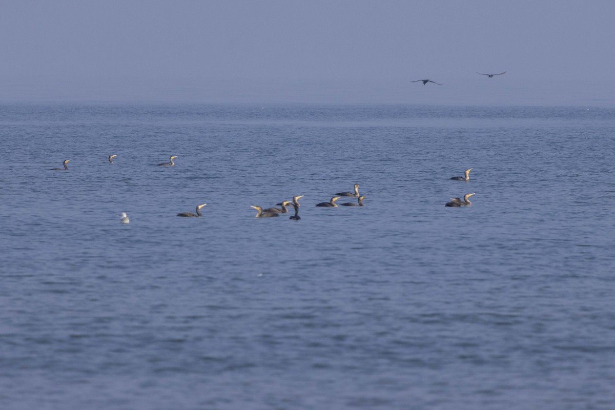 Cormorán Grande - ML647118481