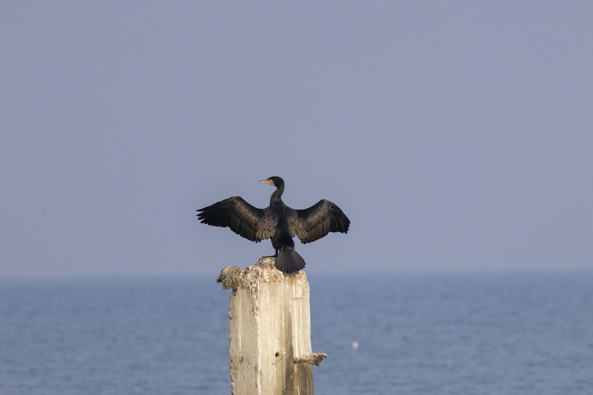 Cormorán Grande - ML647118482