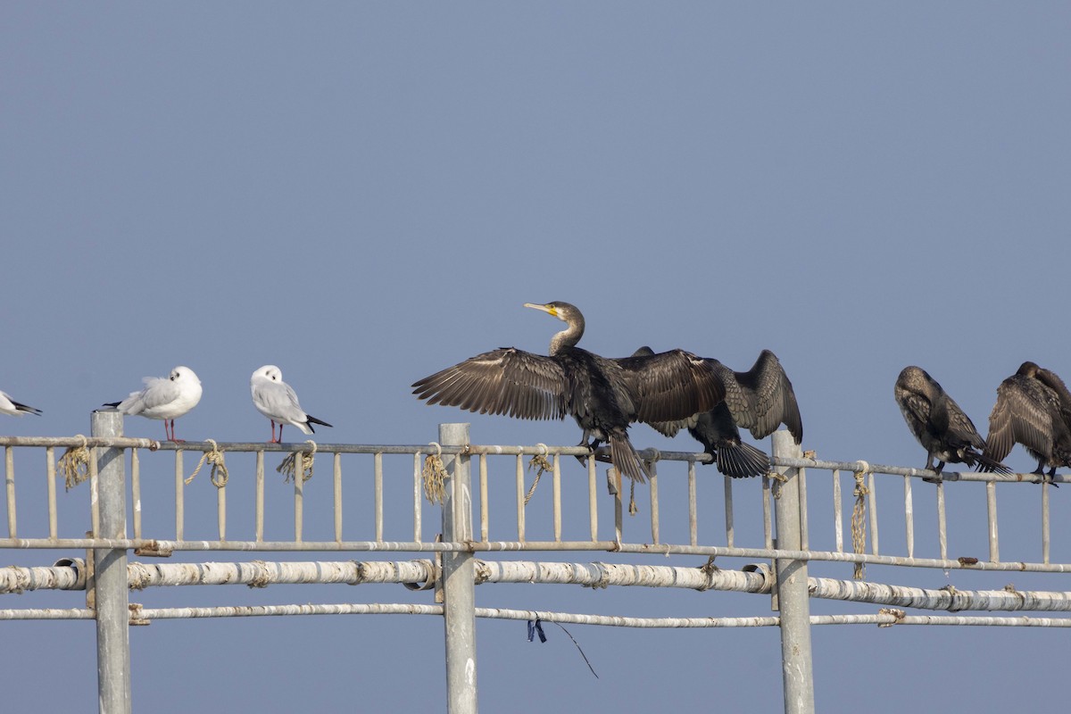 Cormorán Grande - ML647118483