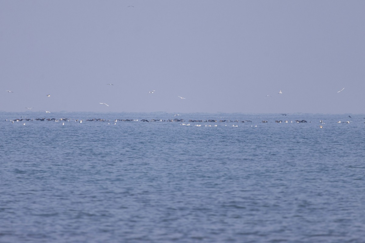 Cormorán Grande - ML647118484