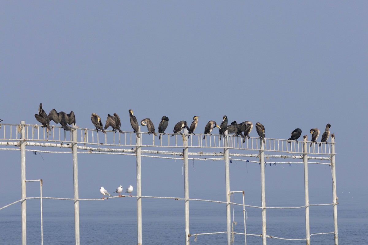 Cormorán Grande - ML647118485