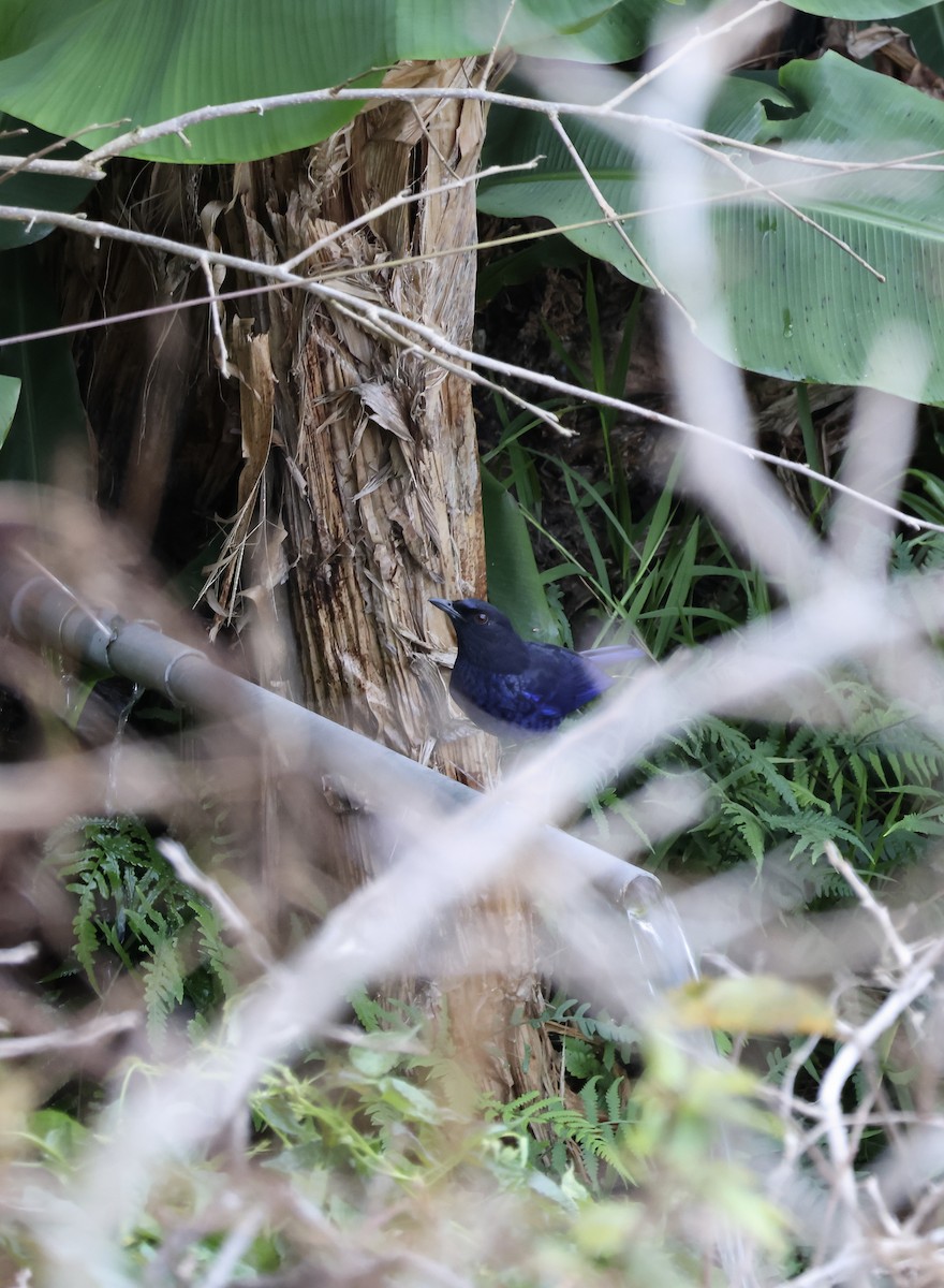 Taiwan Whistling-Thrush - ML647118489