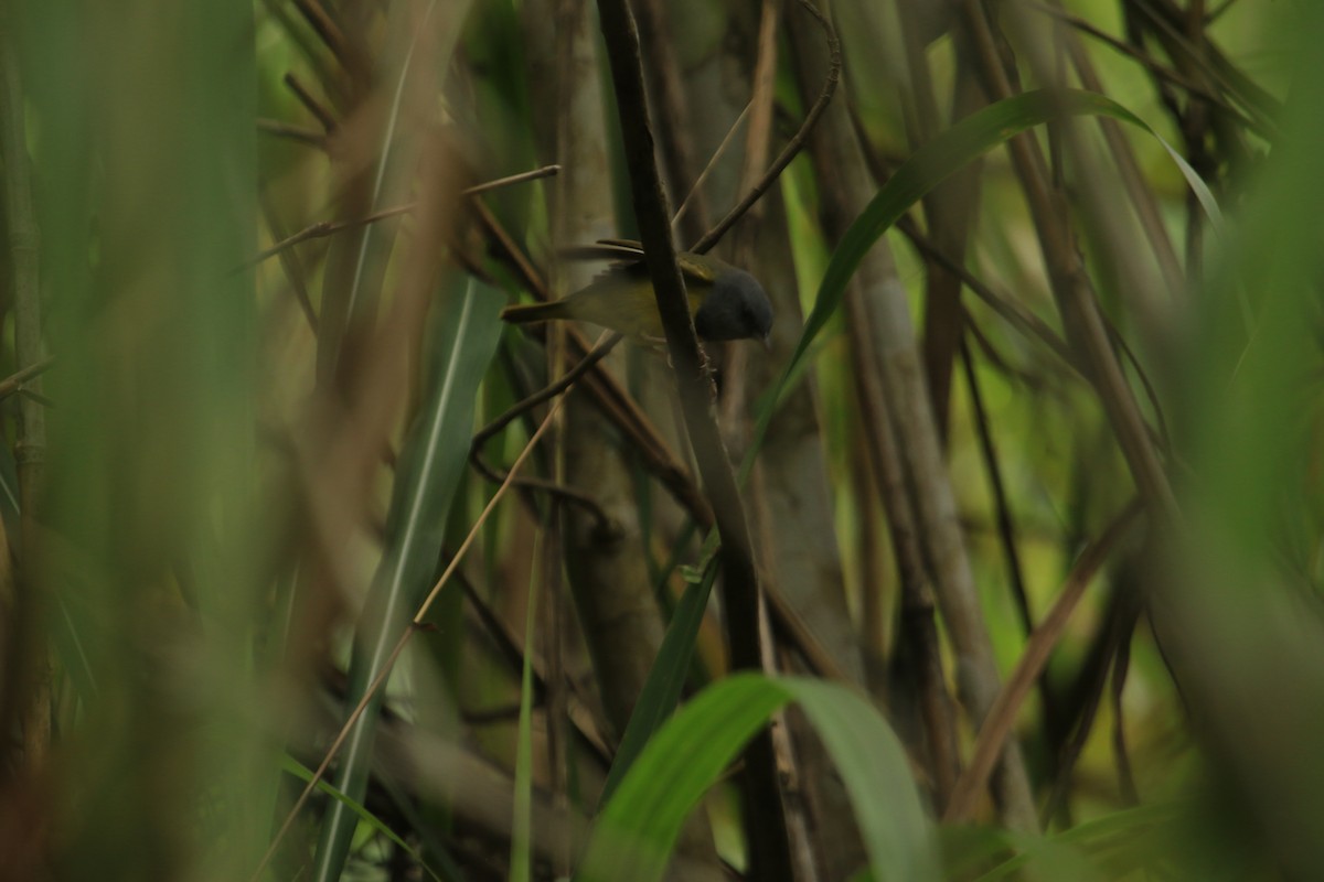 Mourning Warbler - ML647118502