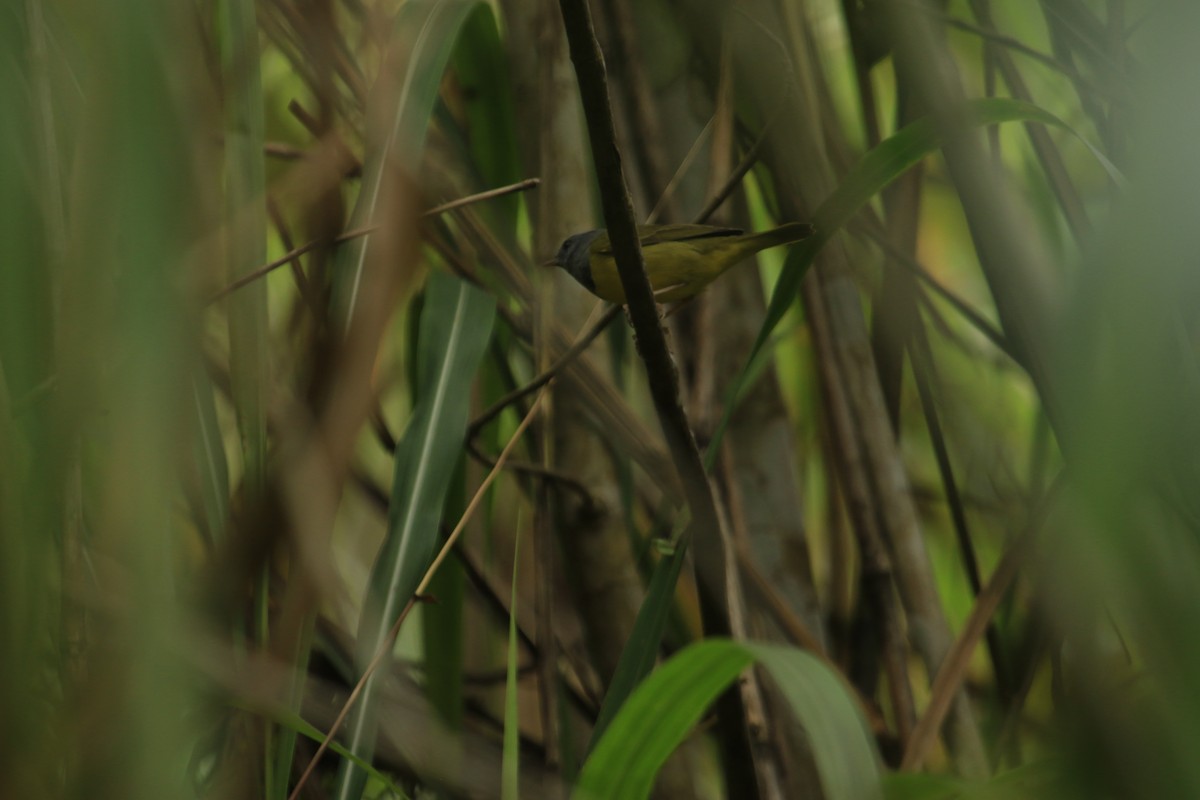 Mourning Warbler - ML647118503