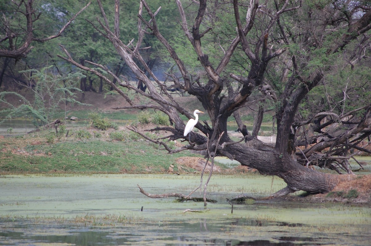 Koartza zuria - ML647118504