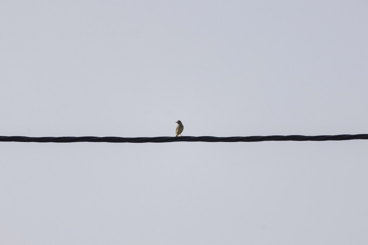 Луговой конёк - ML647118505