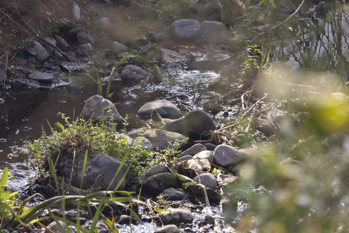 Луговой конёк - ML647118506