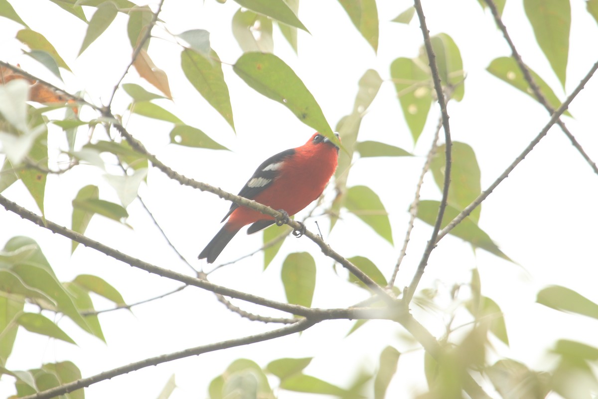 White-winged Tanager - ML647118507