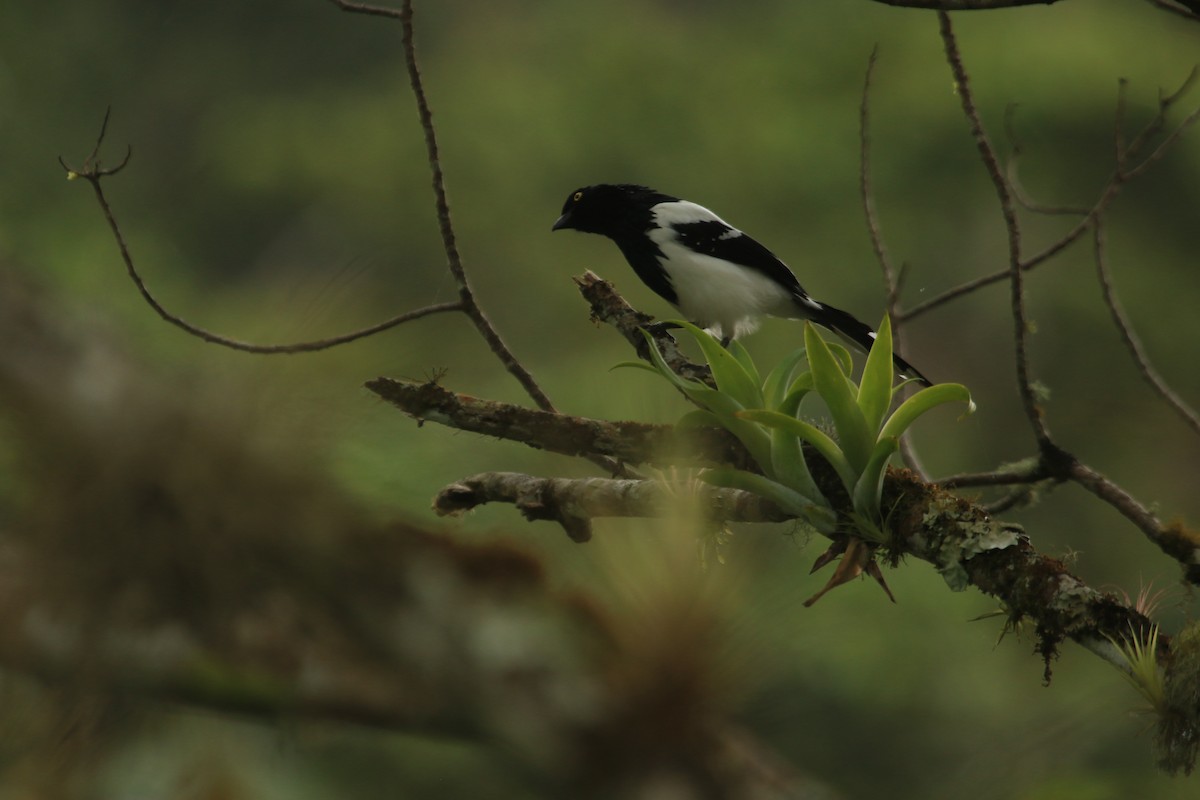 Magpie Tanager - ML647118512