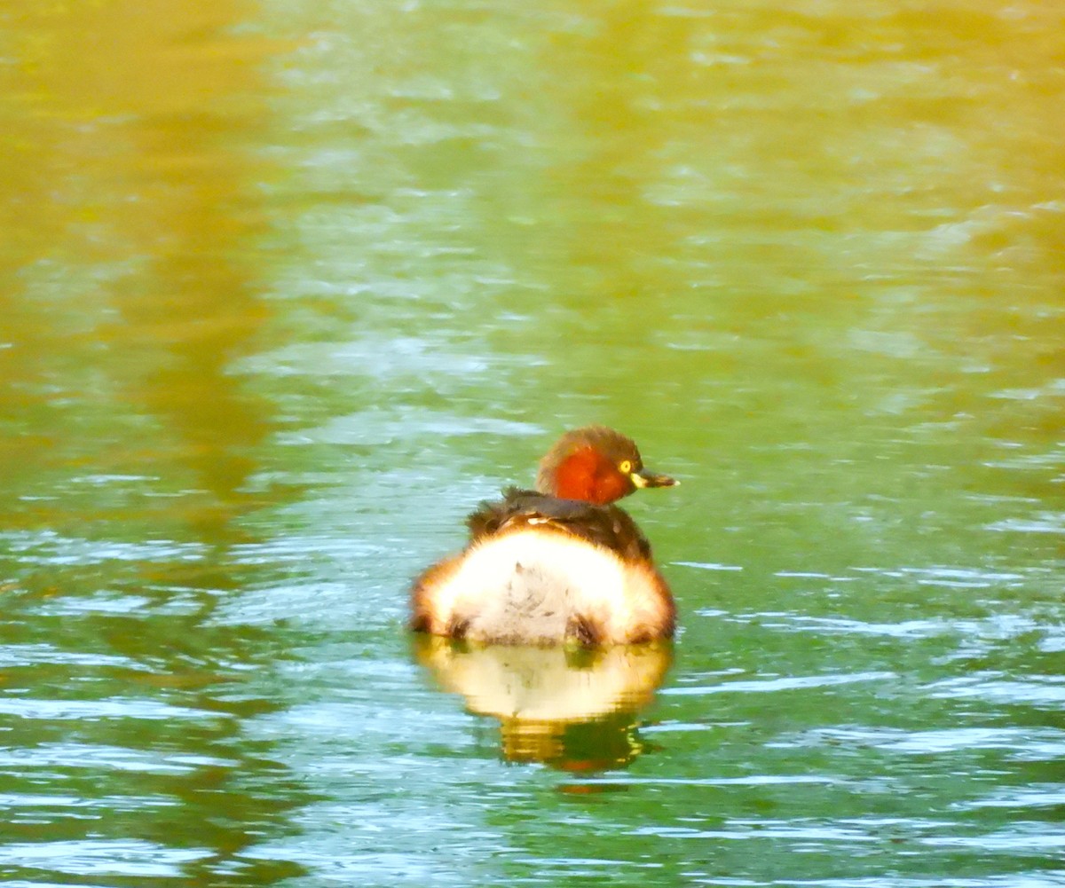 Little Grebe - ML647118515