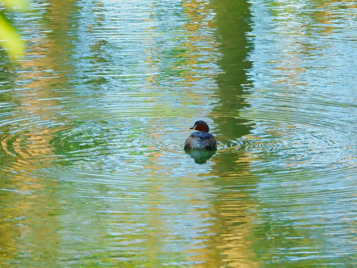Little Grebe - ML647118516