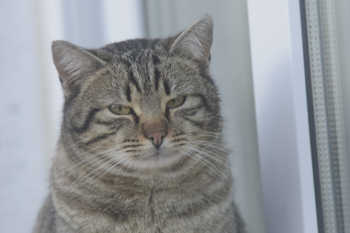 家貓 - ML647118519