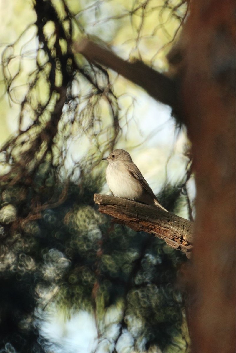 Spotted Flycatcher - ML647118522