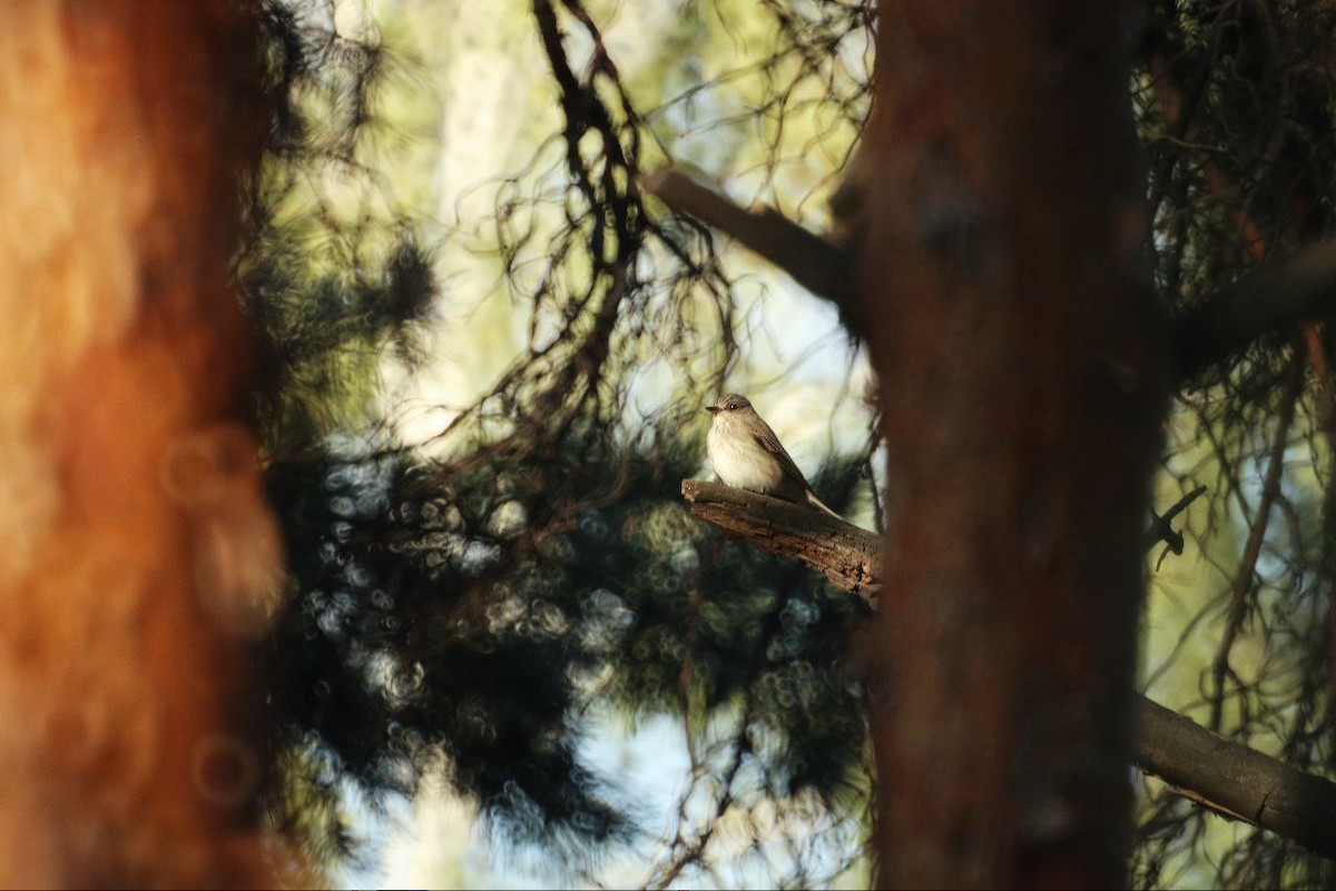 Spotted Flycatcher - ML647118542