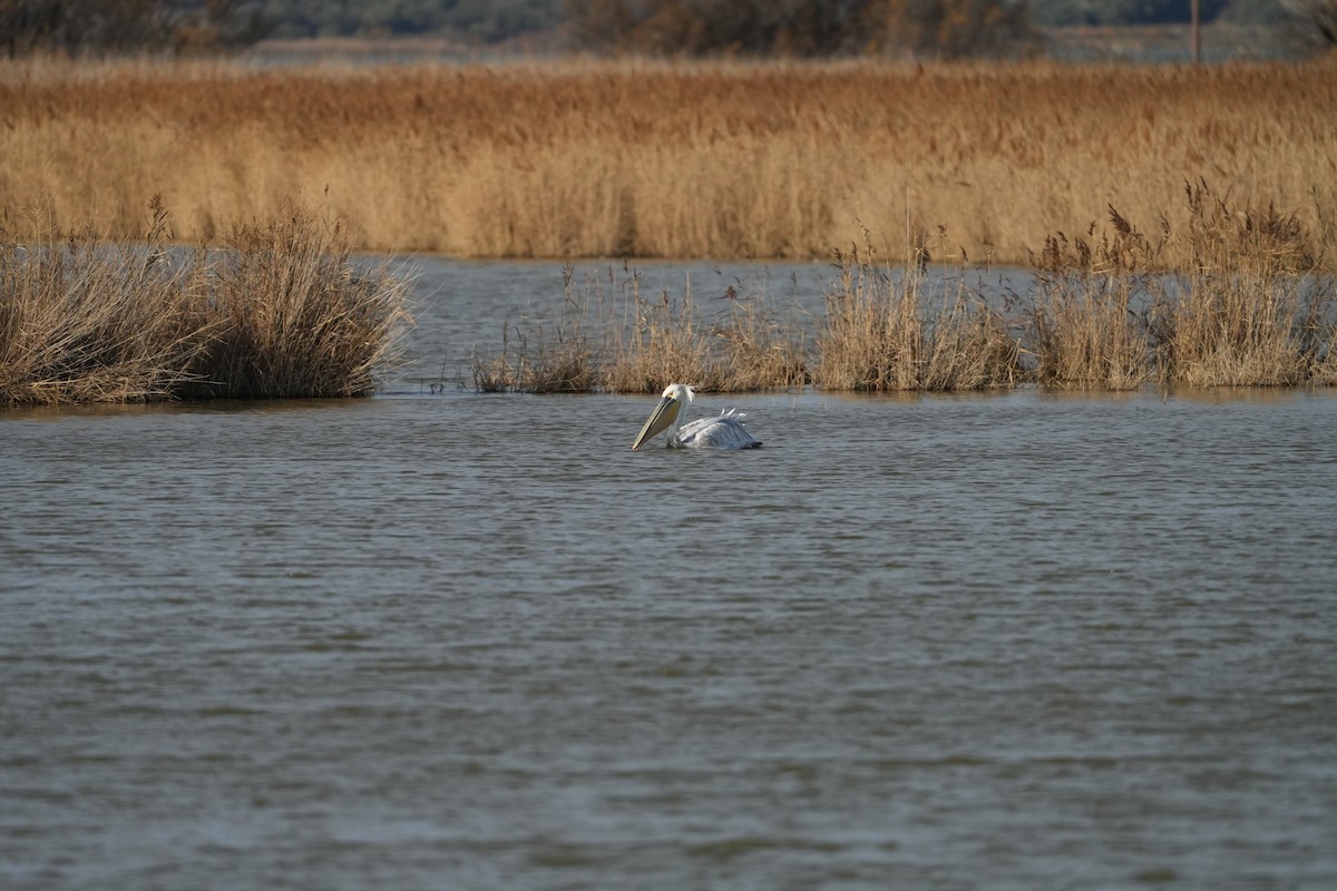 Pink-backed Pelican - ML647118574