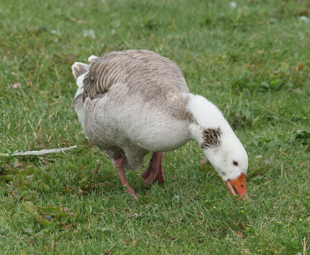 Graylag Goose (Domestic type) - ML647118577