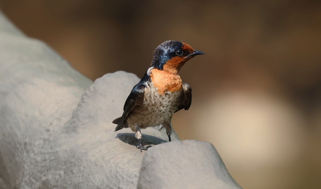 vlaštovka pacifická - ML647118579