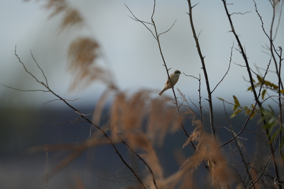 Eurasian Penduline-Tit - ML647118584