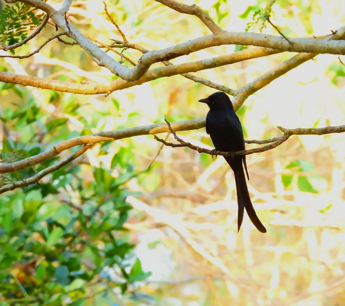 Black Drongo - ML647118587