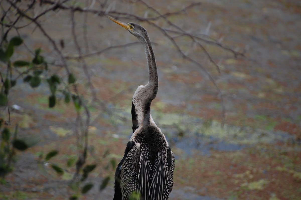 Oriental Darter - ML647118595