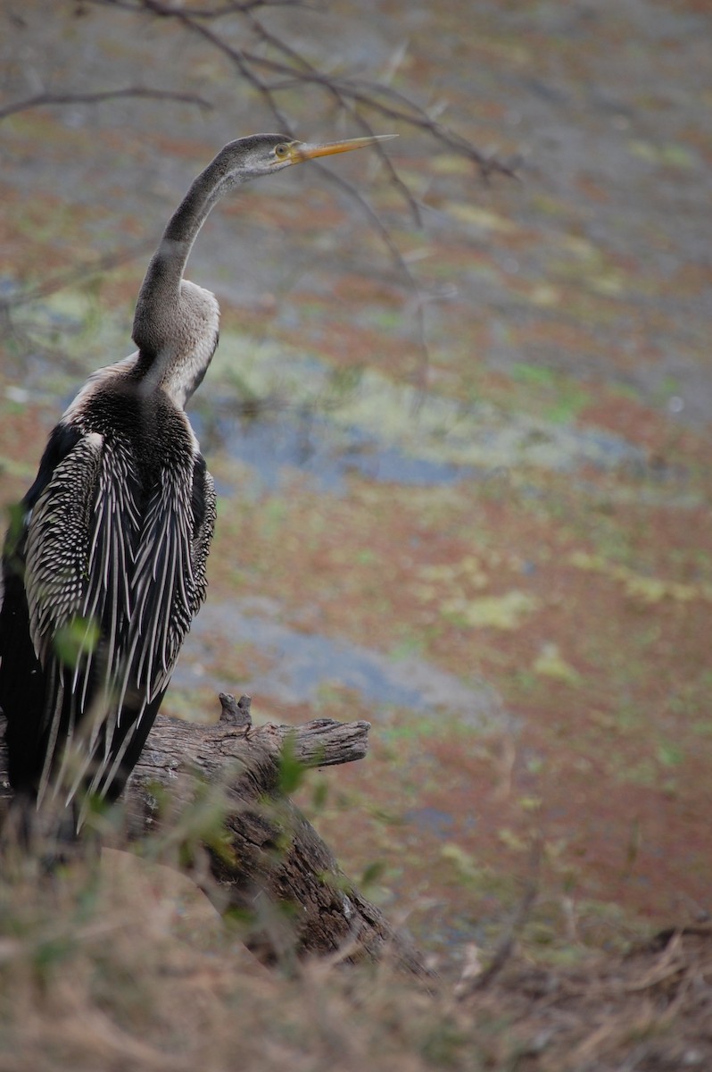 Oriental Darter - ML647118596