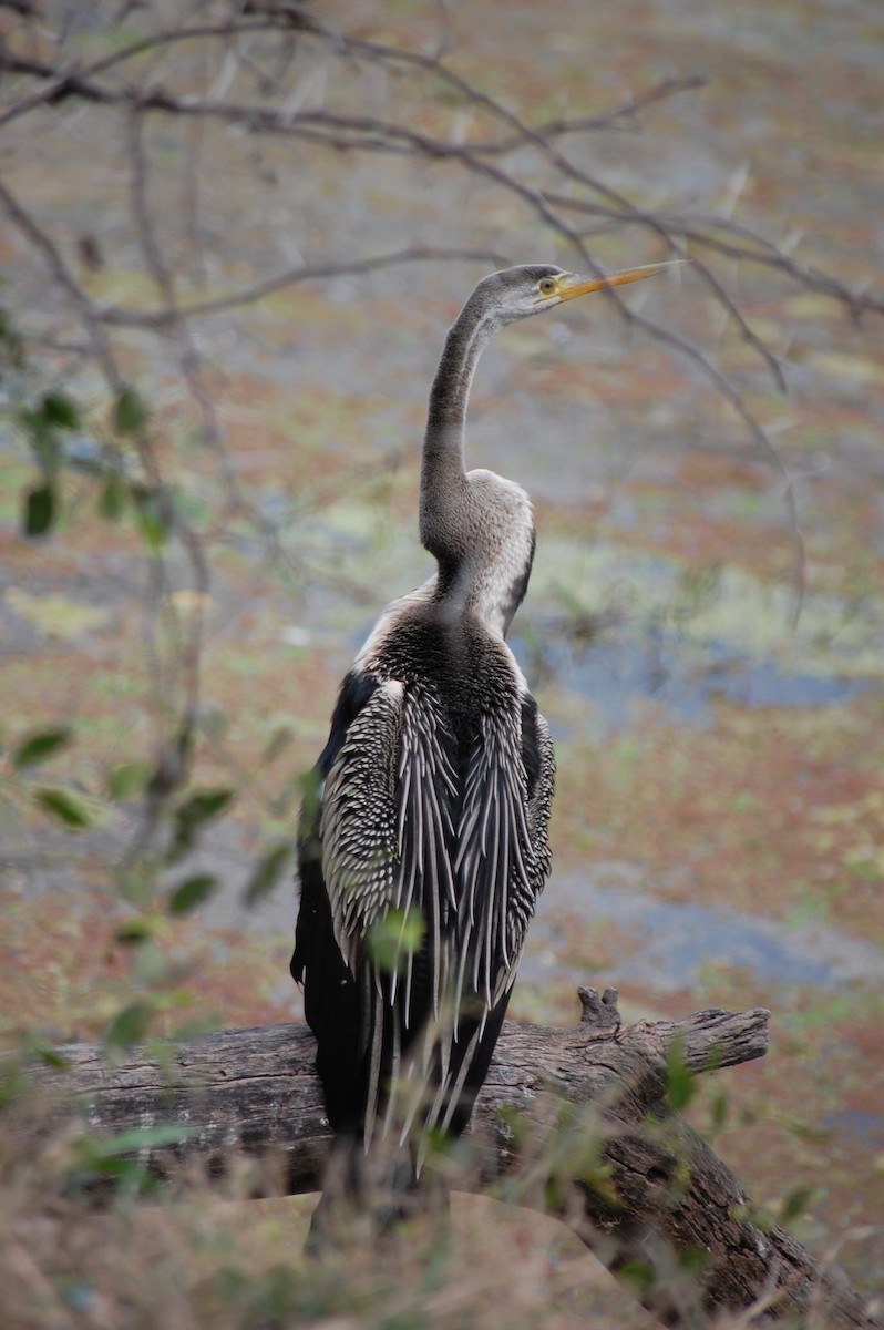 Oriental Darter - ML647118597