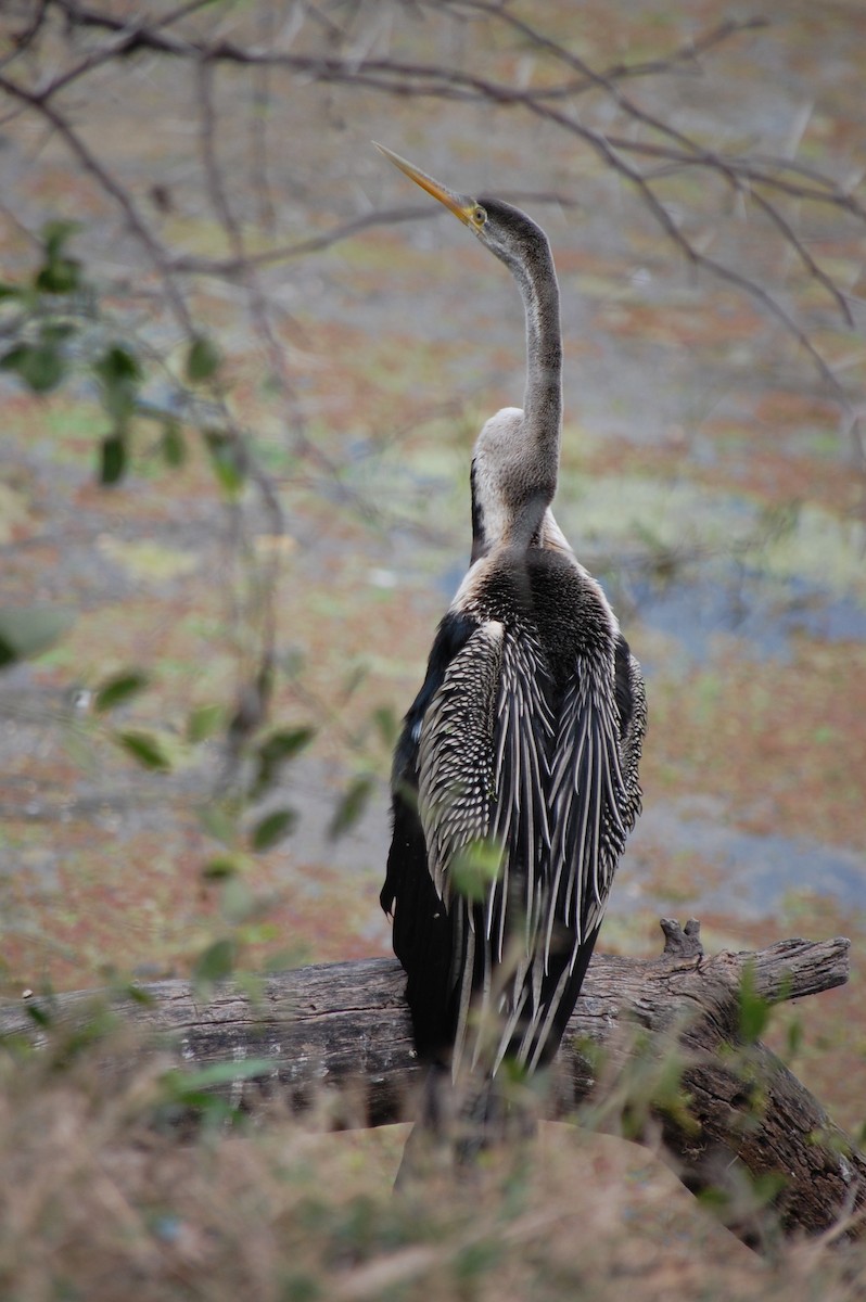Oriental Darter - ML647118598