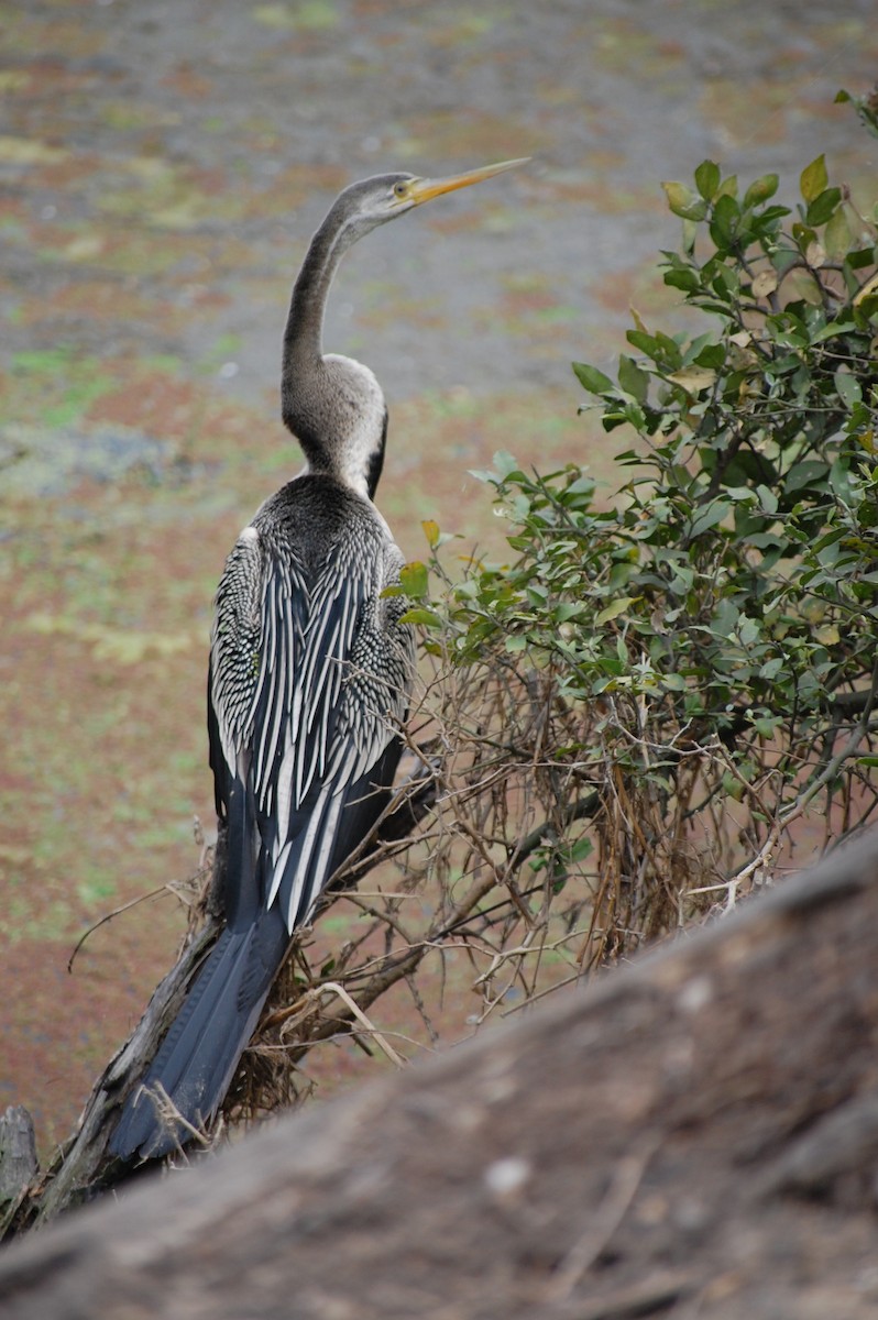 Oriental Darter - ML647118602