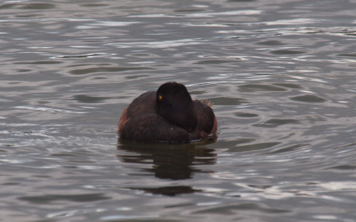 New Zealand Scaup - ML647118603