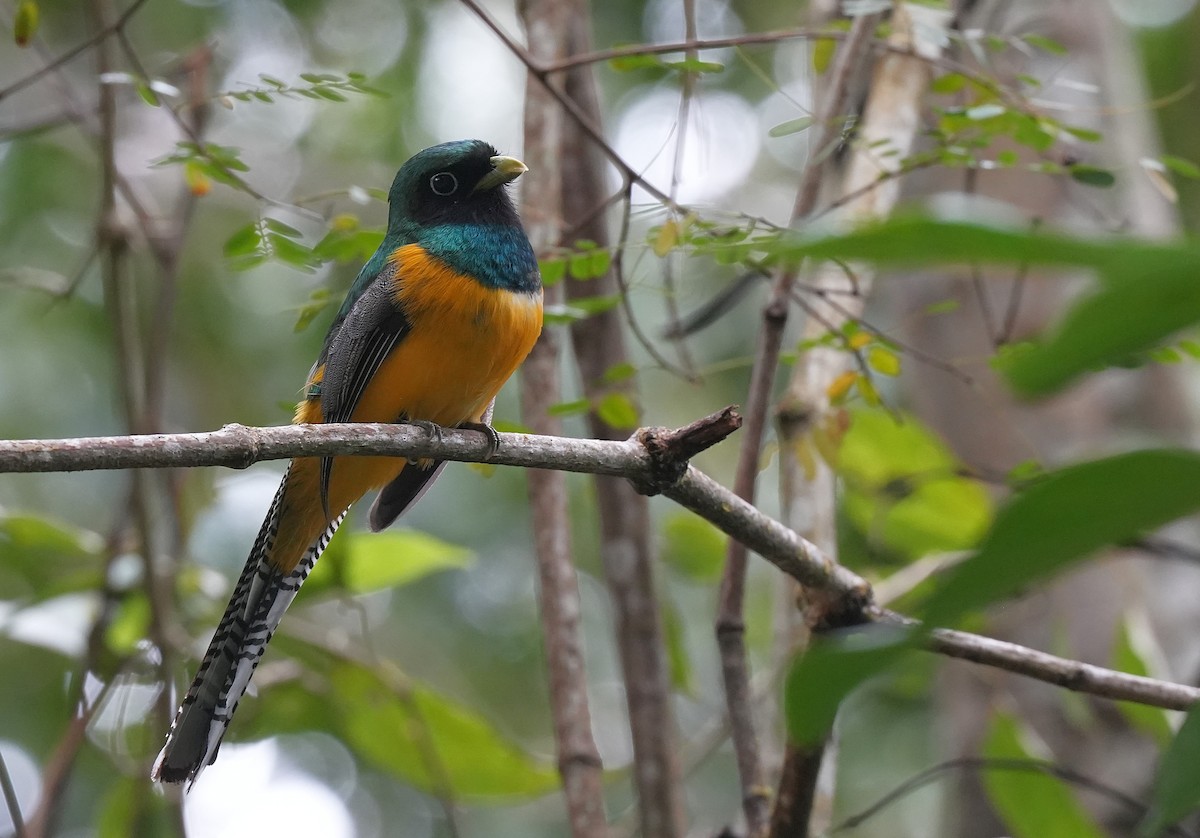 Atlantic Black-throated Trogon - ML647118604