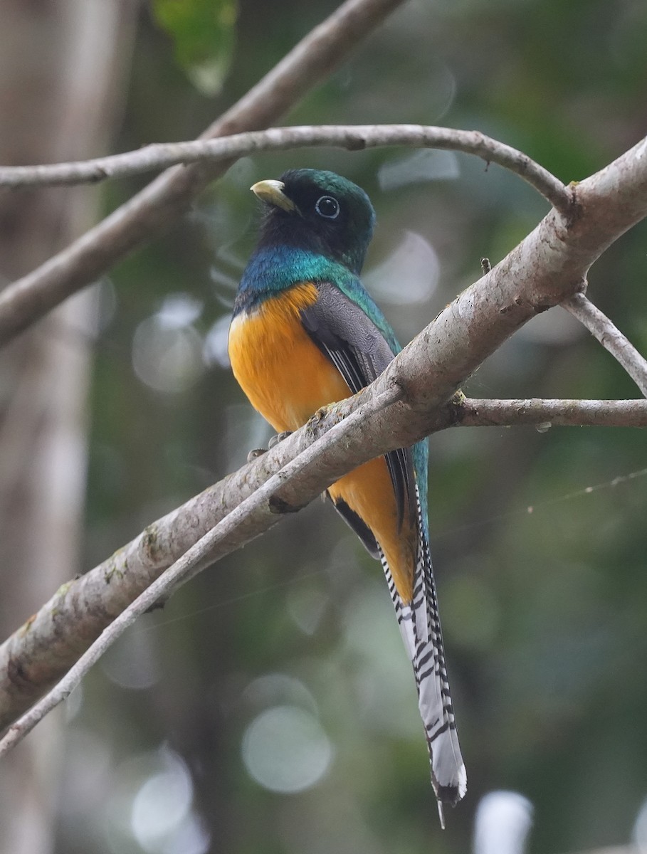 Atlantic Black-throated Trogon - ML647118607