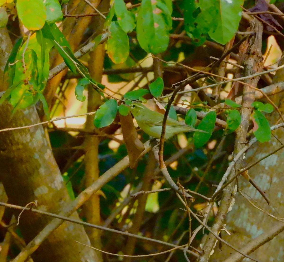 Pouillot du Caucase - ML647118612