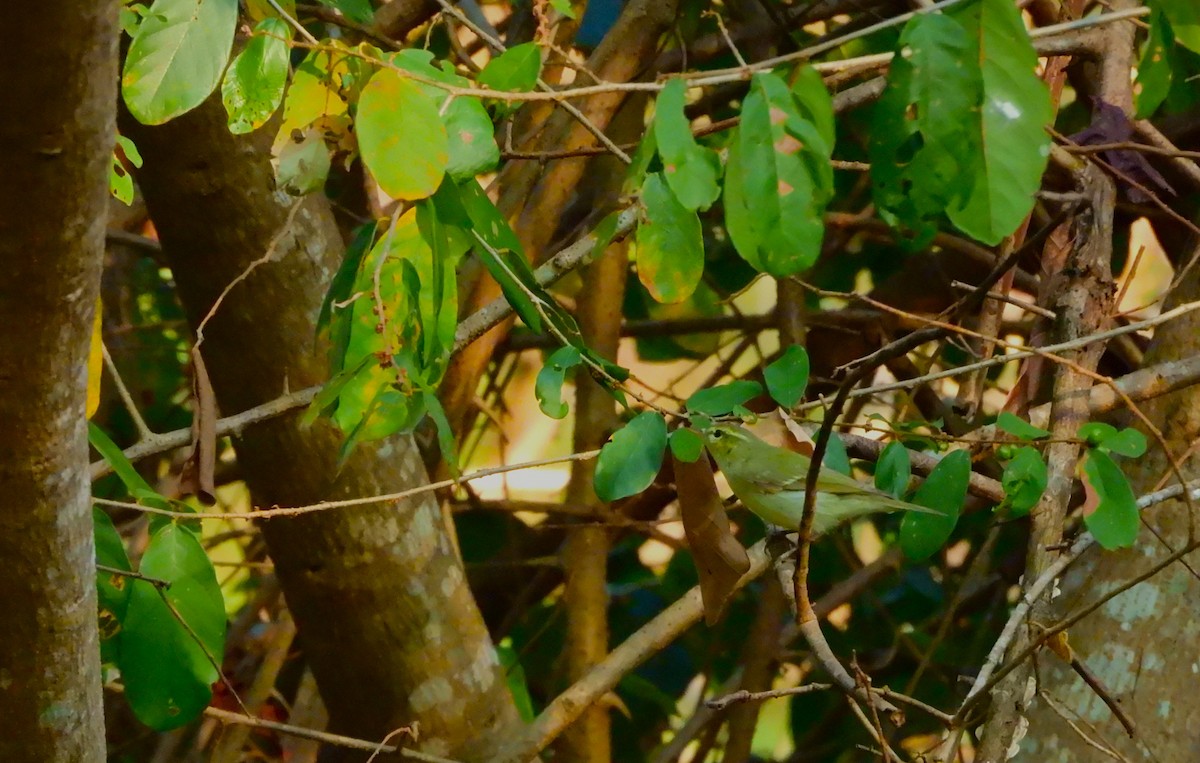 Pouillot du Caucase - ML647118613