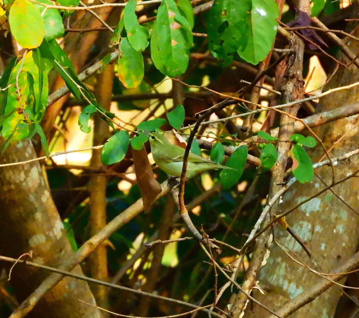 Pouillot du Caucase - ML647118614