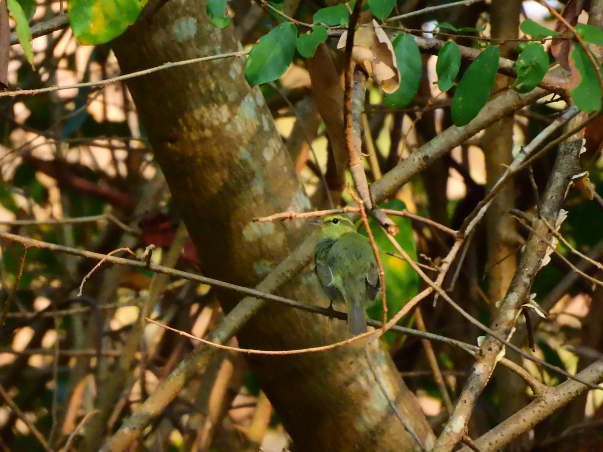 Pouillot du Caucase - ML647118615