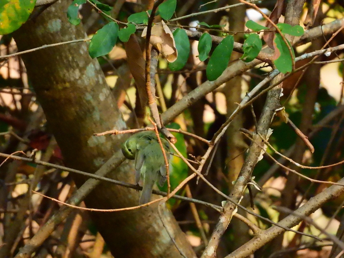 Pouillot du Caucase - ML647118616