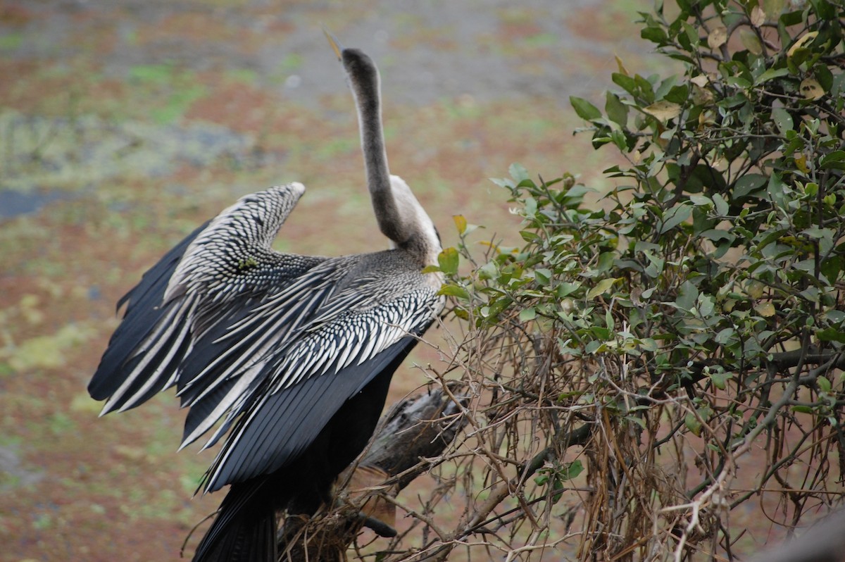 Oriental Darter - ML647118631