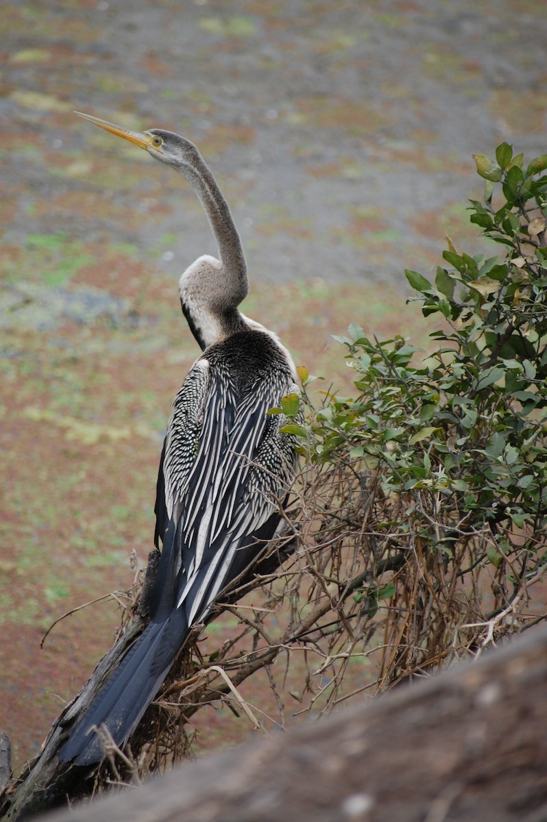 Oriental Darter - ML647118638