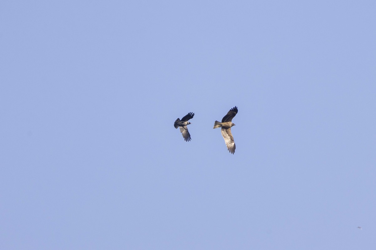 Hooded Crow - ML647118639