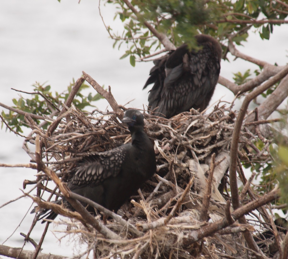 kormorán australský - ML647118648