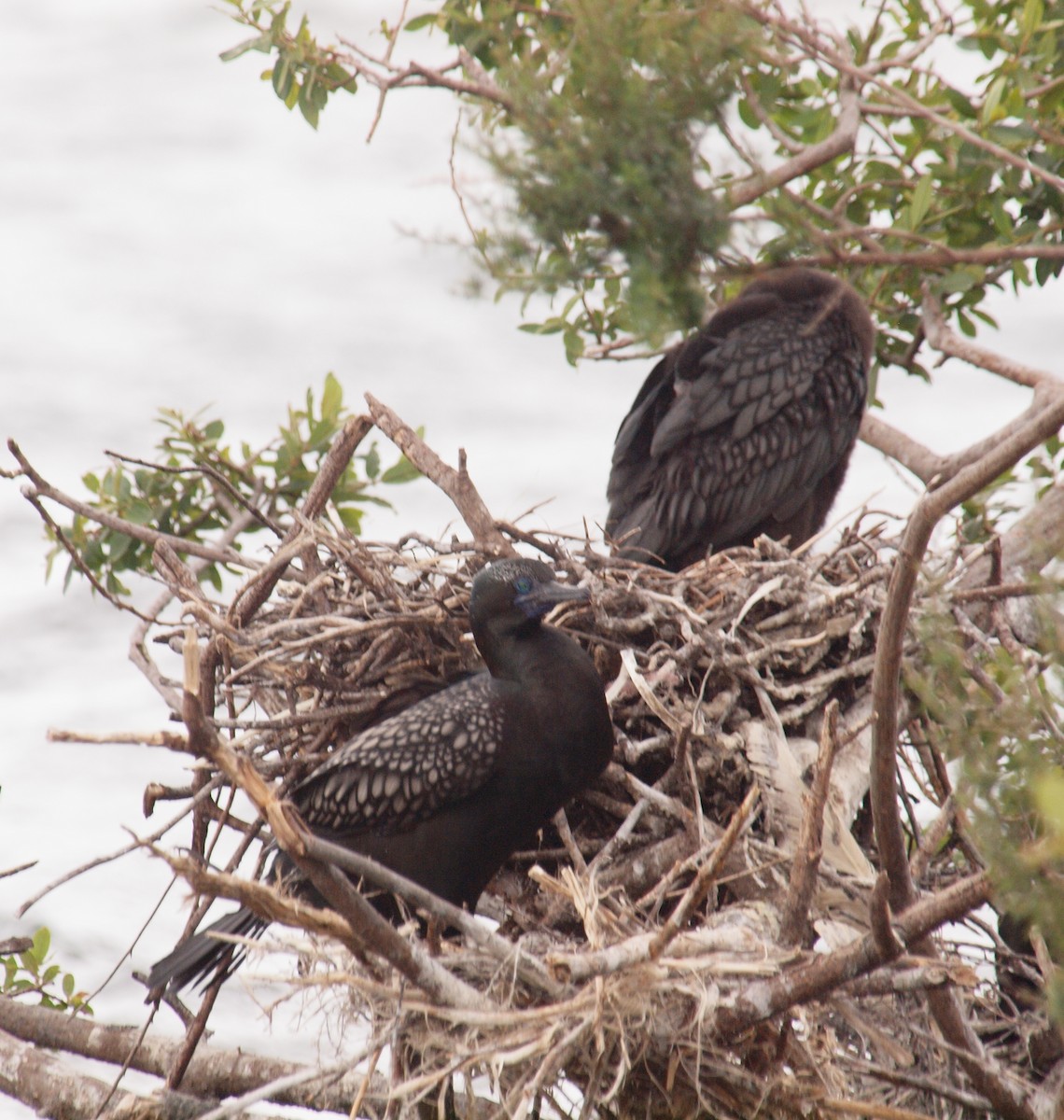 kormorán australský - ML647118649