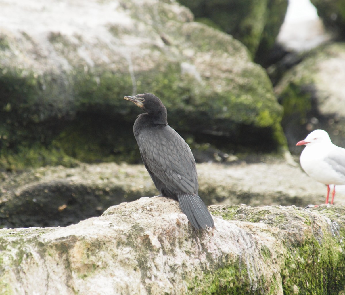 kormorán australský - ML647118650