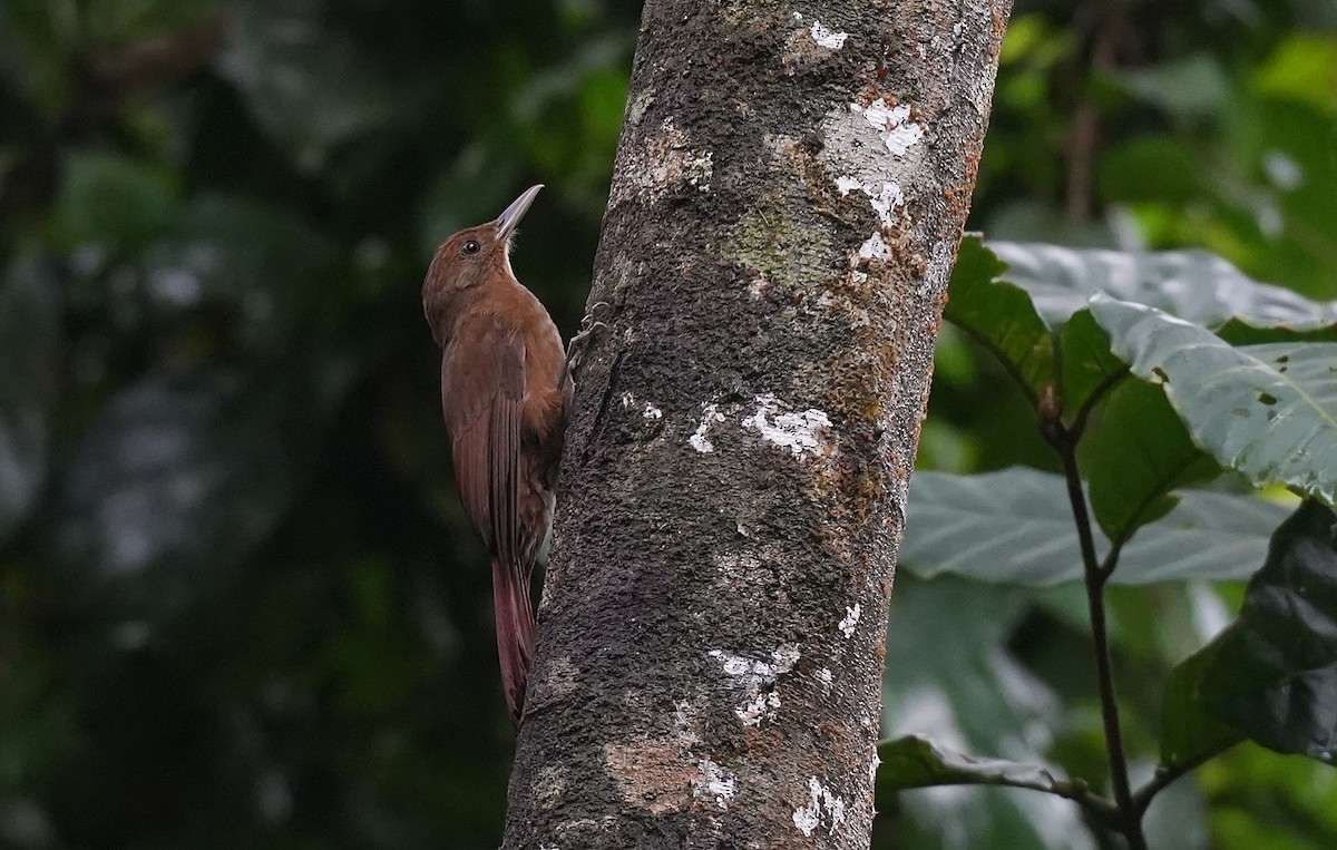 Грімпар бурий - ML647118655