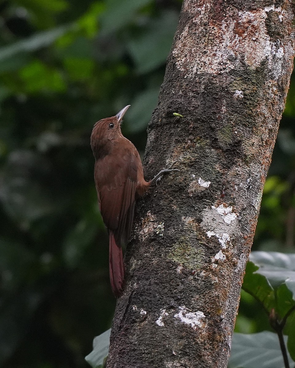 Грімпар бурий - ML647118656