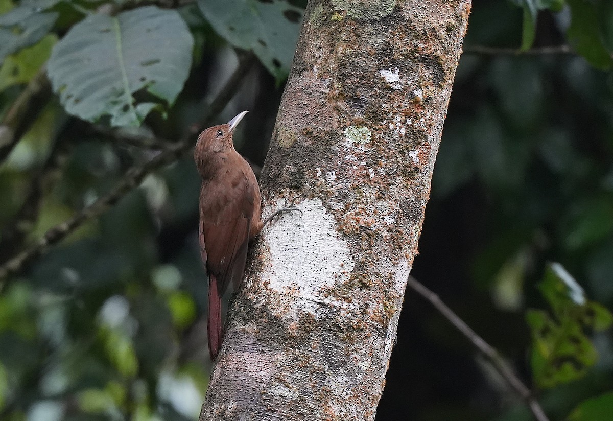 Грімпар бурий - ML647118657