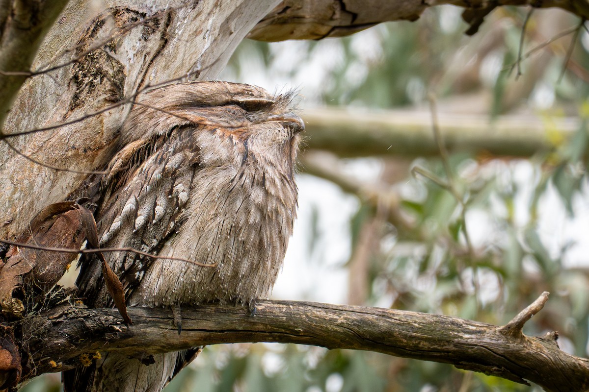 Tawny Frogmouth - ML647118664
