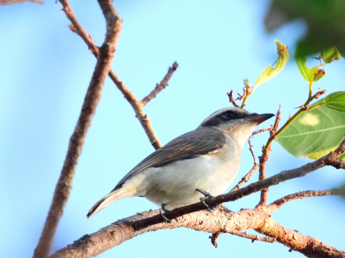 Téphrodorne de Pondichéry - ML647118668